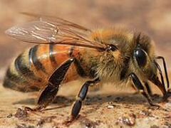Пчелы вместе с ульями