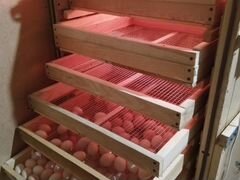 Инкубатор на 700 яиц