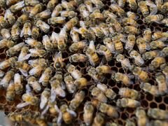 7 пчелиных семей