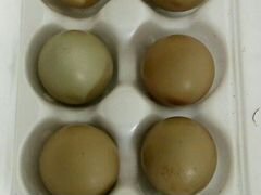 Яйца инкубационные от фазанов охотничьей породы