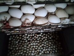 Инкубационные яйцо индоутки