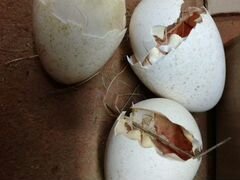 Яйцо инкубационное индюка