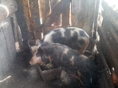 Вьетнамские свиньи