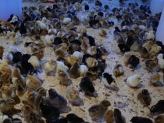 Цыплята породы кучинская юбилейная и черная москов