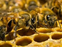 Пчелопакеты или Семьи на высадку