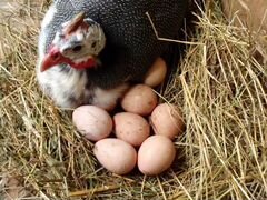 Яйца инкубационные цесарские