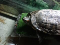 Черепаха с аквариумом и фильтром
