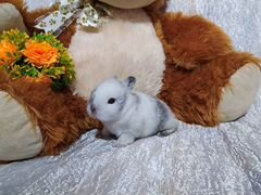 Торчеухий декоративный кролик