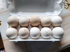 Инкубационое яйцо индейки