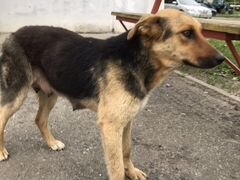 Собака 1 год SOS д. Пикшики-Туруново