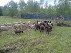 Овцы быки
