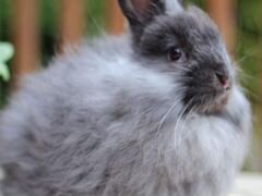 Продаю пуховых кроликов