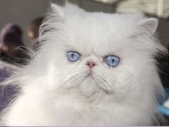 Кот перс белый голубоглазый потерялся на магнитке