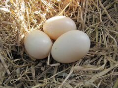 Яйца утиные и гусиные