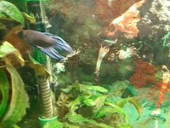 Рыбка самец петушок