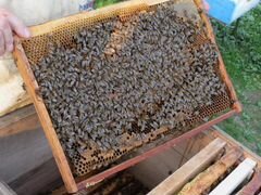 Продам пчелосемьи дадан (22 рамки)