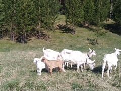 Молочные двойные козы