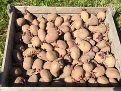 Картошка на семена