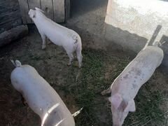 Свинки породы ландрас + пьетрен