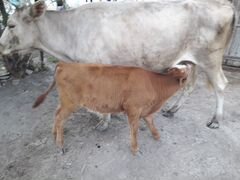 Корова и телёнок бычок