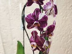 Каскадные орхидеи
