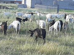 Козы козлята валушки и яловые молочные козы