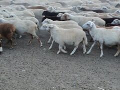 Овцы матки ягнятами
