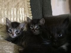Котятки ищут любящую семью