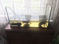 Красноухие черепахи с аквариумом и фильтрами