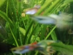 Аквариумное растение кринум курчавый