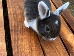 Кролик карликовый вислоухий
