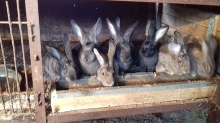 Кролики на племя 5-й месяц Ризен, без документов