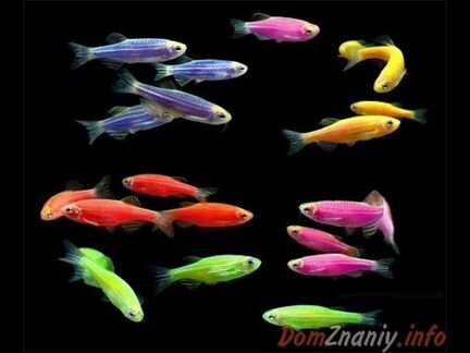 Рыбки Данио GloFish, мох яванский