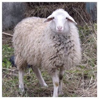 Овцы романовские возраст от 2-3 лет, в количестве