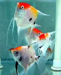 Продам аквариумных рыбок
