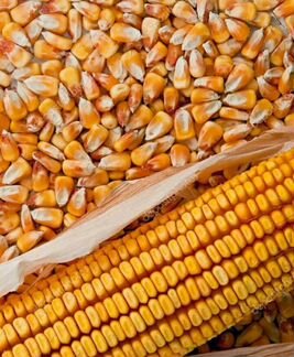 Кукуруза урожай 2018