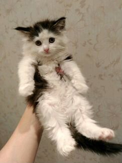 Котенок девочка 1,5-2 месяца