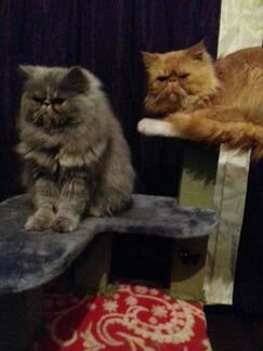 Резерв персидские котята