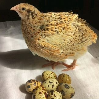 Перепела беременные Яйцо