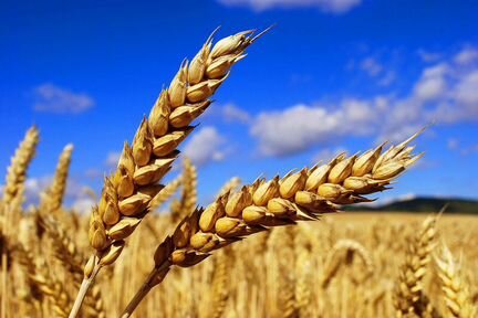 Зерно, пшеница, рожь