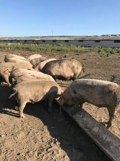 Свиньи продам от 120 до 150 кг