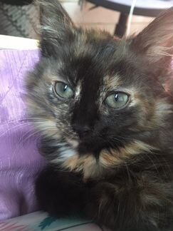 Трёхцветный персидский котёнок