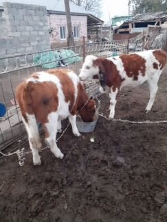 Корова и телята