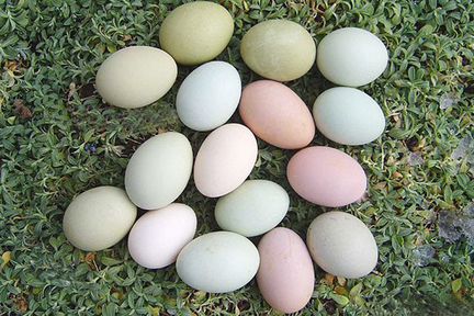 Инкубационное яйцо,цыплята
