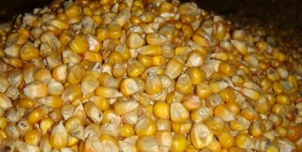 Кукуруза зерно