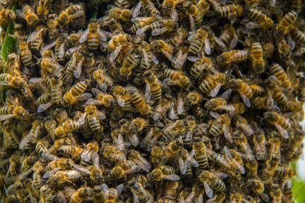 Пчелопакеты кавказской пчелы