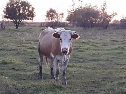 Корова 6 лет, телка 2 года