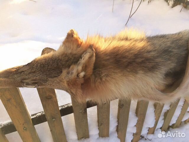 Шкура волка