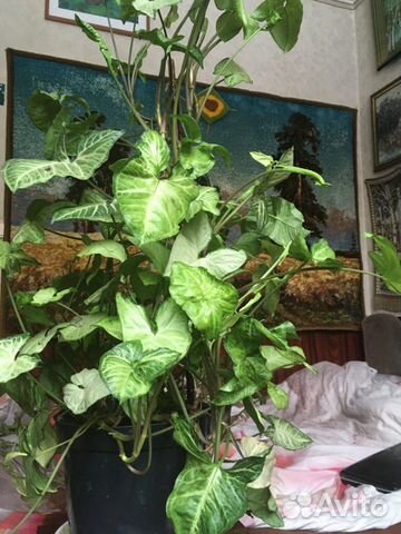 Растение комнатное-лиана