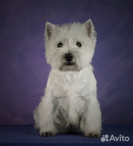 Стрижка тримминг собак